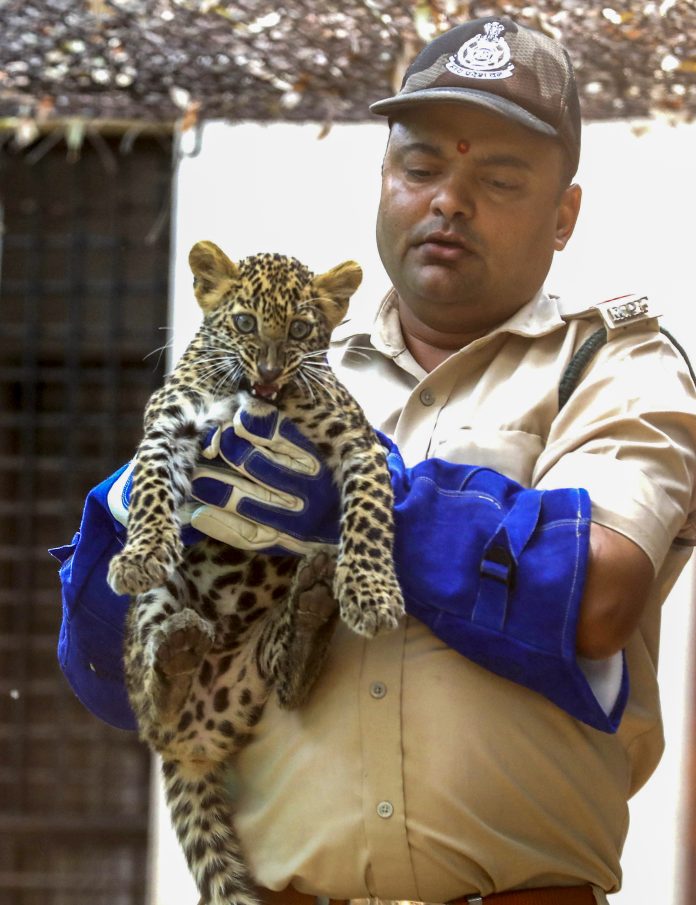 Leopard cub Van Vihar National Park in Bhopal