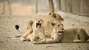 Is India’s Growing Lion Population a Cause for Concern?