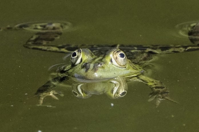 A frog swims in a pond in Germany