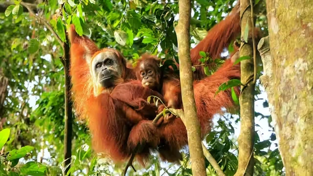 file-20250523-56-xiiqua (1) (1).webp