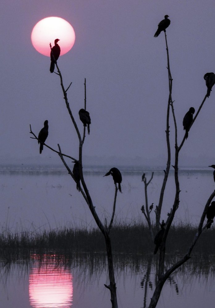 Standalone: Cormorants at a sanctuary in Gujarat