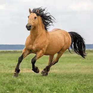 horse