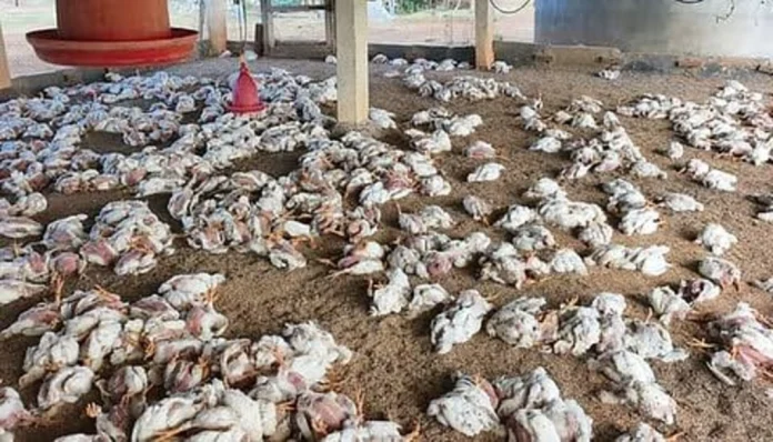 450 chickens killed in poultry farm farm in HP's Una