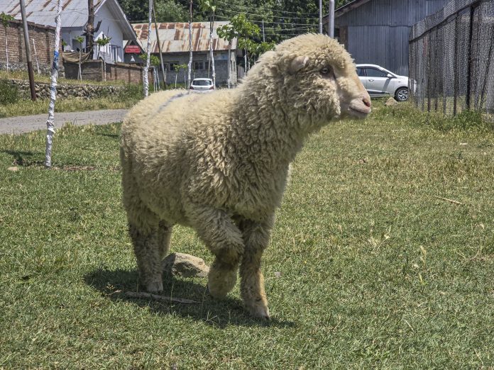 Researchers at SKUAST-Kashmir produce India's first gene-edited sheep