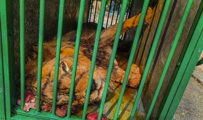 Lion infected with bird flu at Kanpur zoo