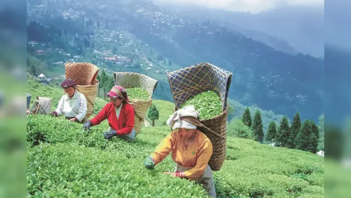 Tea exports from India rise by 9.92 per cent at 254.67 million kg in calendar 2024