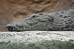 Crocodile