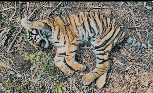 Tiger found dead in Nagpur’s Deolapar forest
