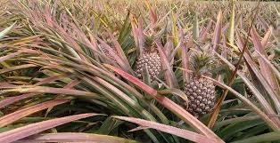 download - 2025-06-17T182121.018.webp