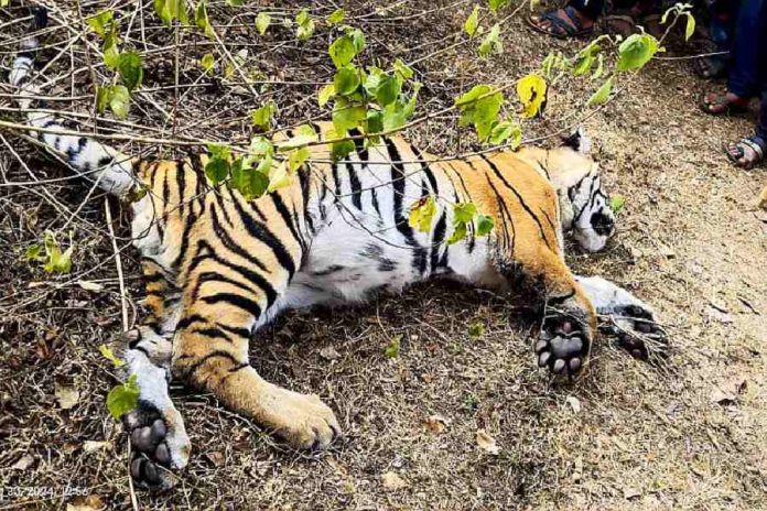 tiger dead