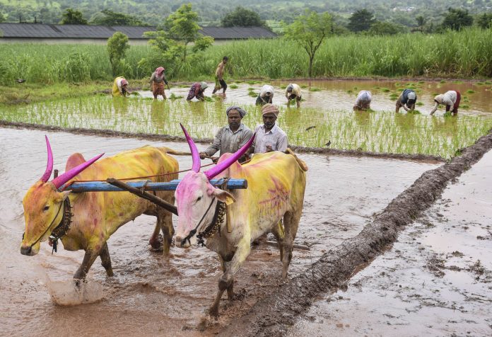 Standalone: Paddy farming in Satara