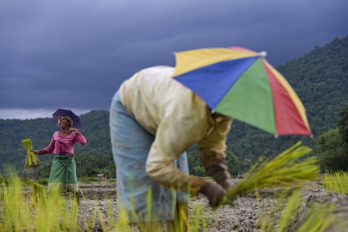 Paddy cultivation in Kamrup