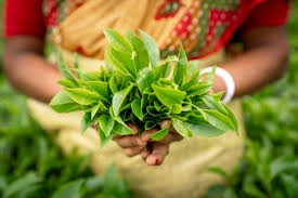 download - 2025-07-10T124939.026.webp