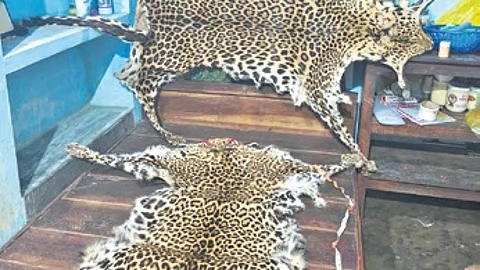 newindianexpress_2025-07-15_e2ps7xis_3-leopard