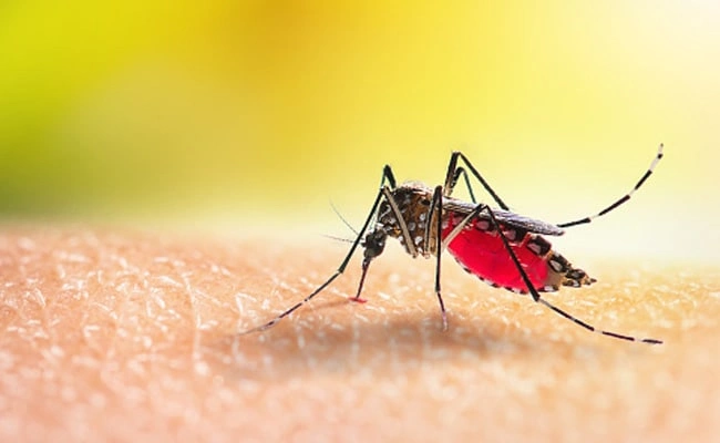 MCD conducts over 2 crore house inspections to curb mosquito-borne diseases