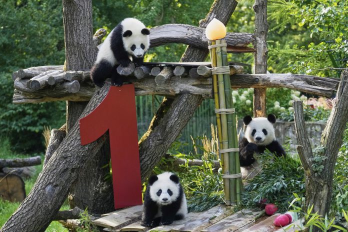 Germany Giant Pandas