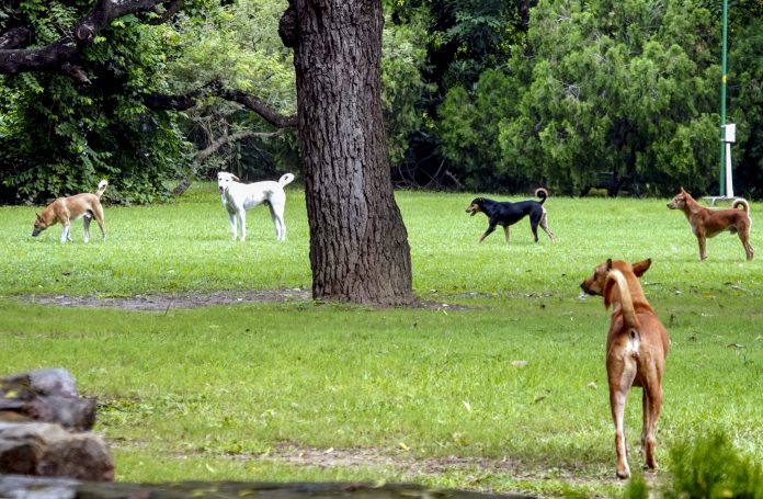 Standalone: Stray dogs in Delhi