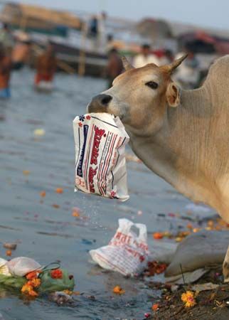40-kg plastic items removed from stomach of cow in Odisha