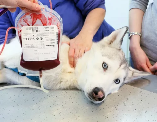 husky-dog-blood-donor.webp