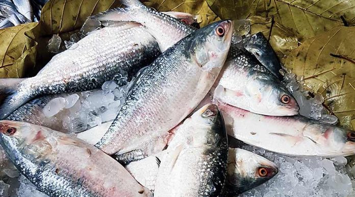 hilsa.jpg