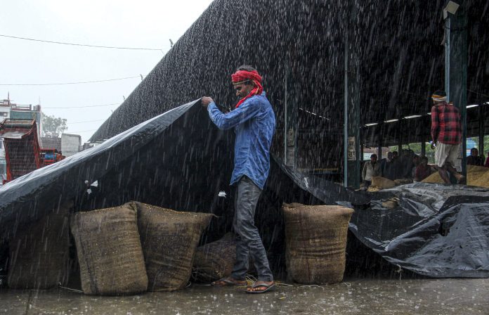 Man covers paddy sacks to protect from rain in Patiala