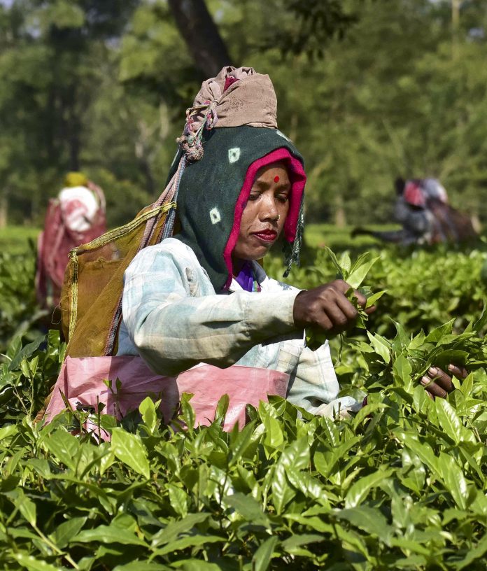 Tea plantation in Assam's Nagaon