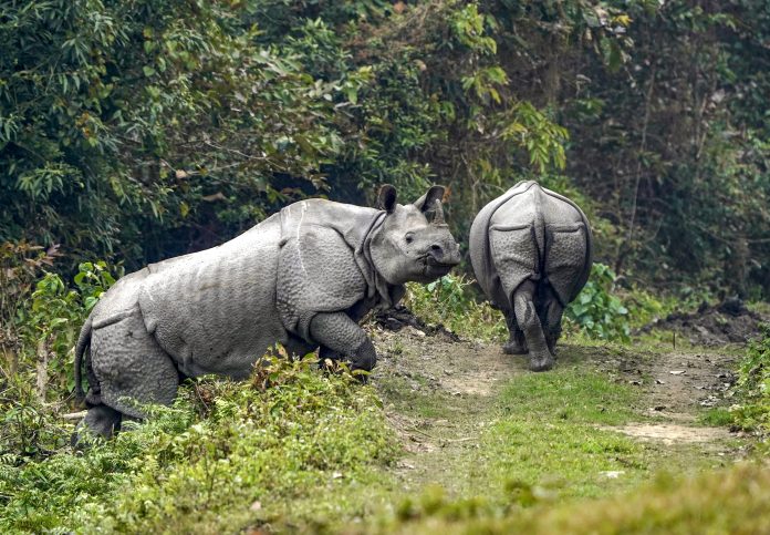 One-horned rhinos in Kaziranga National Park