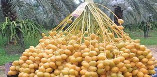 Kachchhi Kharek: Gujarat’s Desert Date Gets a GI-Backed Global Identity