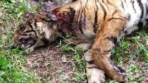 download - 2026-02-07T205447.104.webp