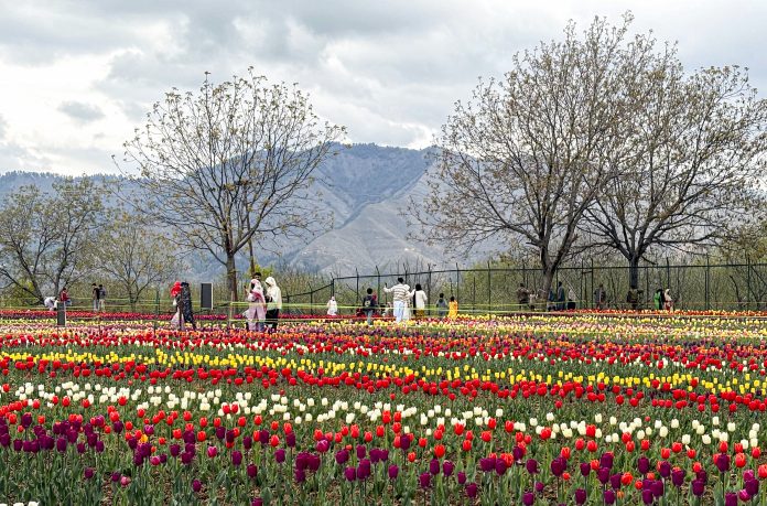 Tulip Research Centre: Anantnag