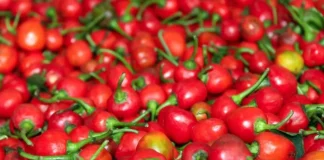 Dalle Khursani: The Fiery Himalayan Chilli Gaining Global Attention