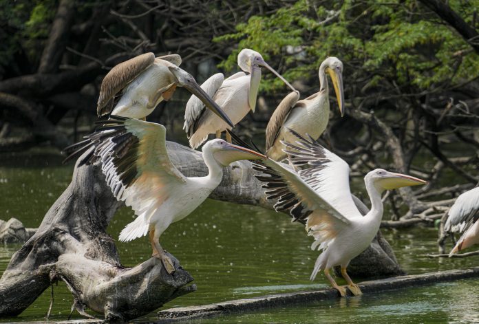 Standalone: Rosy pelican at Delhi zoo