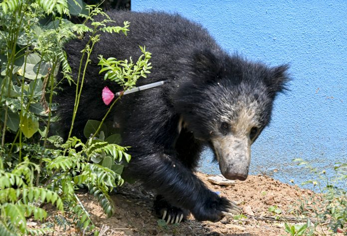 Sloth bear rescued at Shivamogga airport