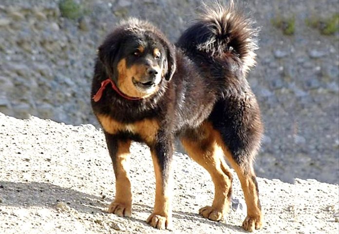 bhotia-dog-breed-information-facts-characteristics.png
