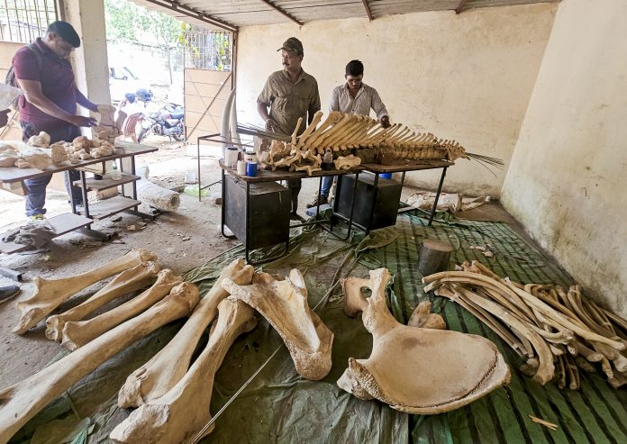 Prep for Tusker Ramu's skeleton display in Odisha