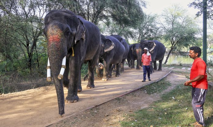 India's first 'Hathi Gaon' in Jaipur